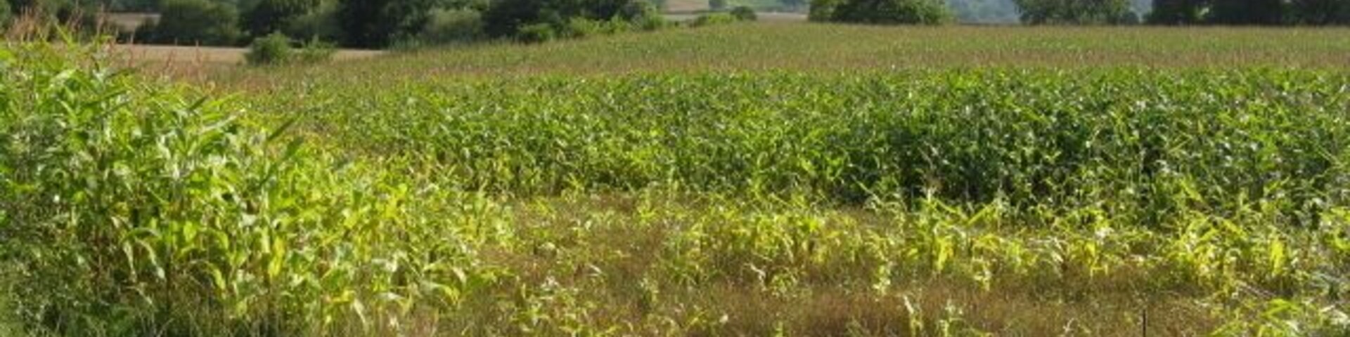 Un campo con cultivos y una colina al fondo.