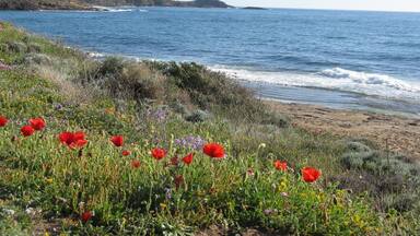 A coastal landscape with a hill, ocean waves, and red poppies.