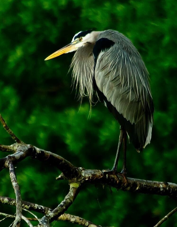 A chilly morning in Florida
#green