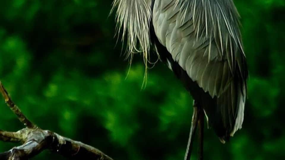 A heron perched on a branch with a green leafy background.