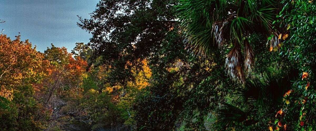 Morning at the springs #nature