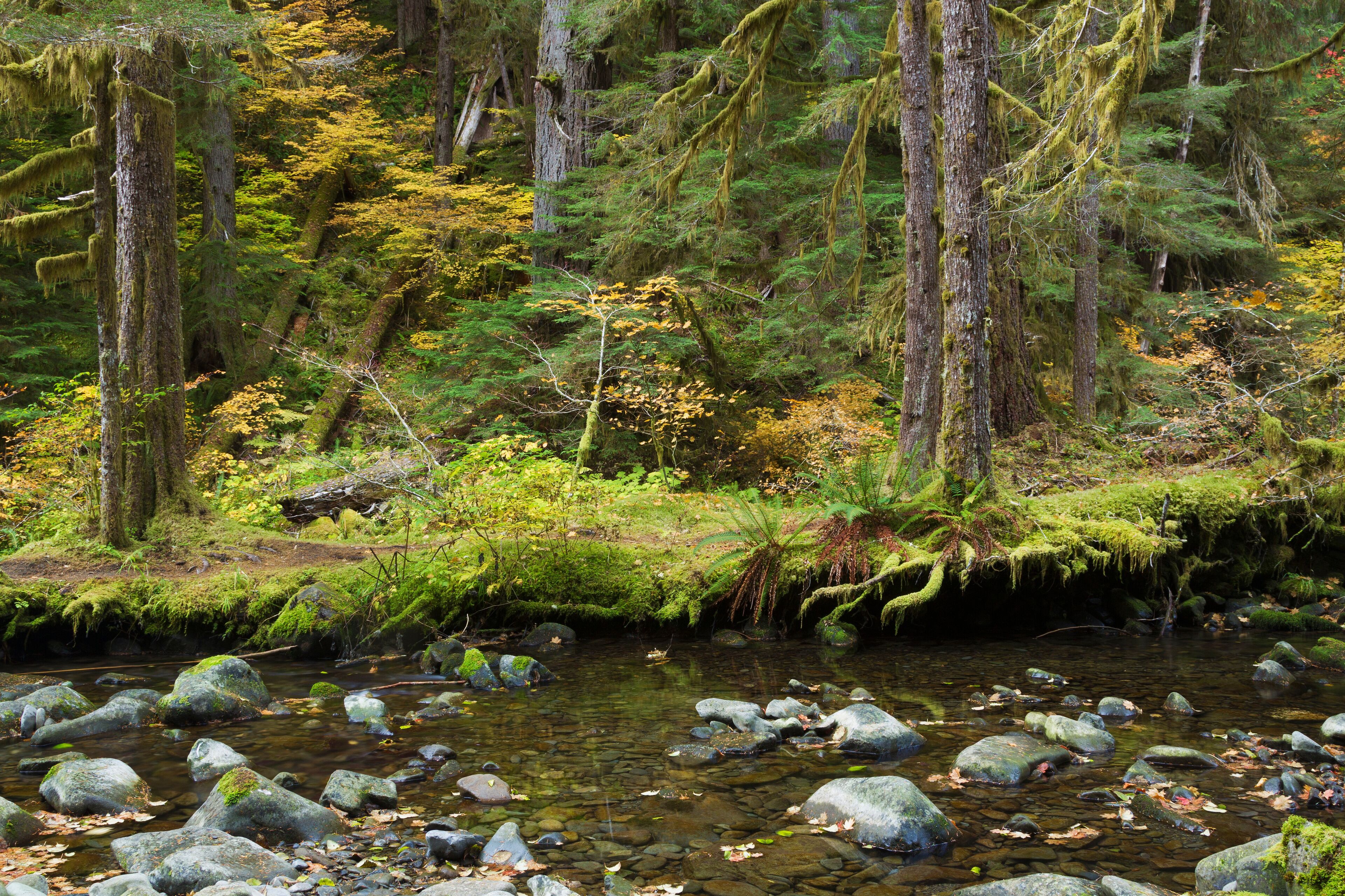 Queets River valley, Olympic National Park