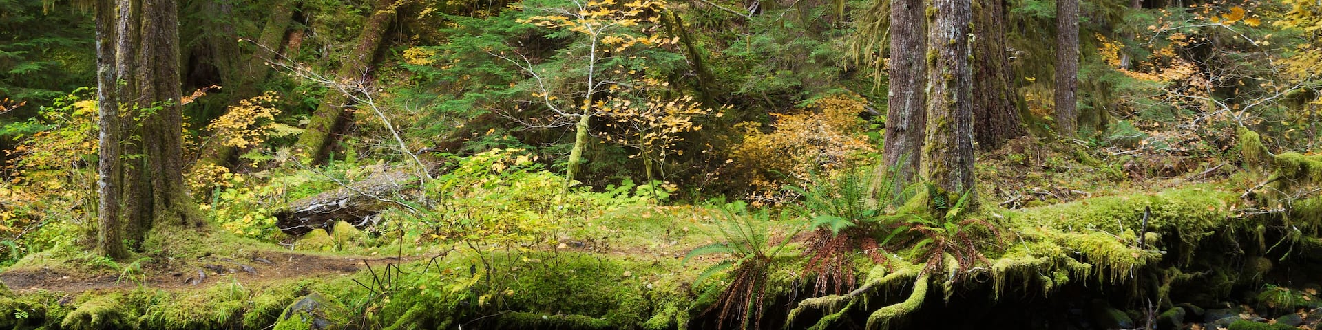 Queets River valley, Olympic National Park