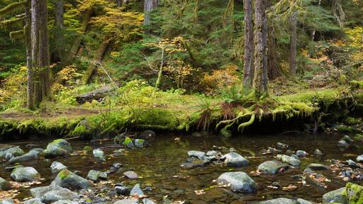 Queets River valley, Olympic National Park