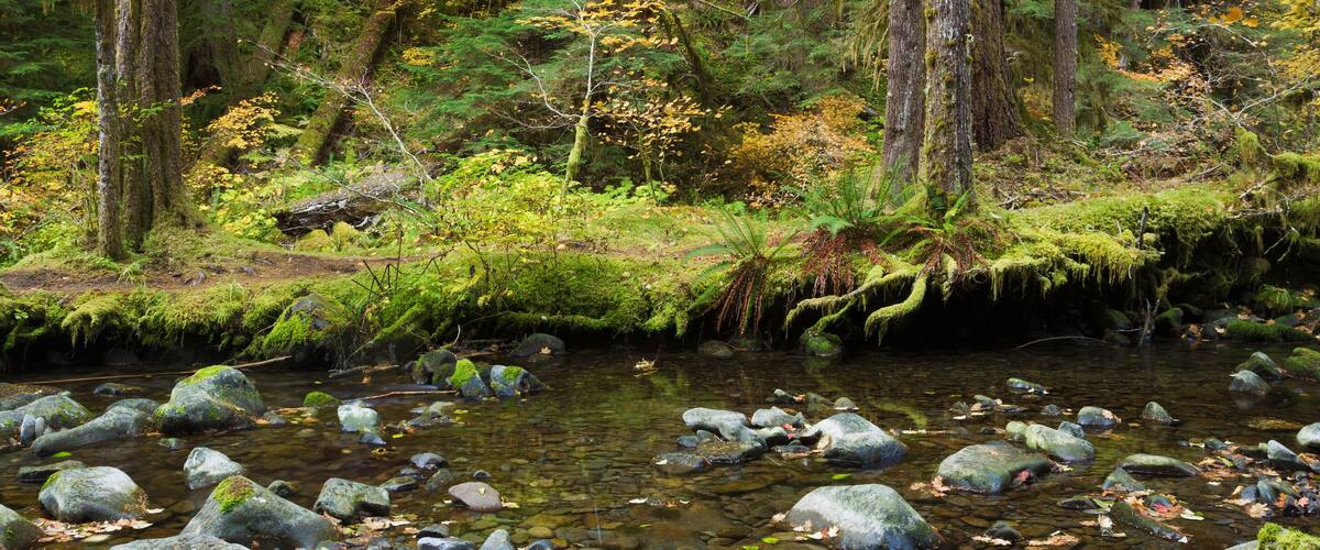 A forest stream with moss-covered rocks and trees.