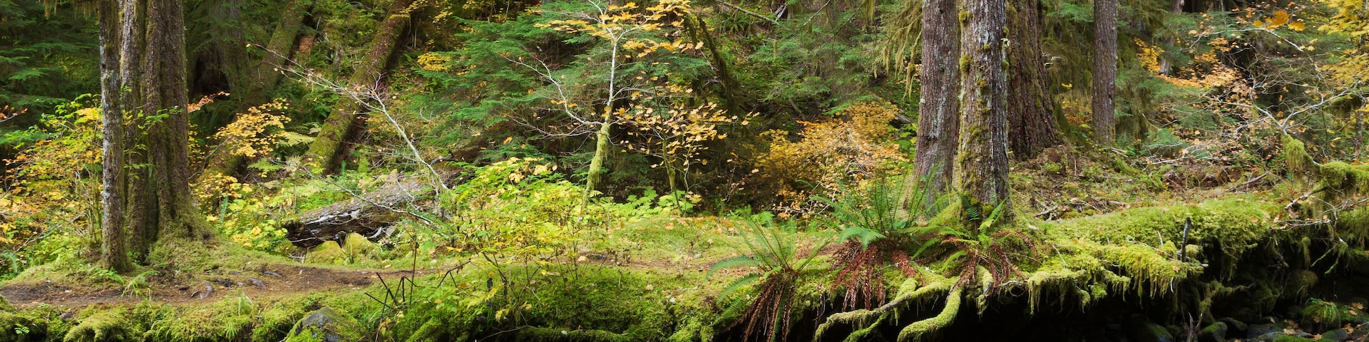 A forest stream with moss-covered rocks and trees.