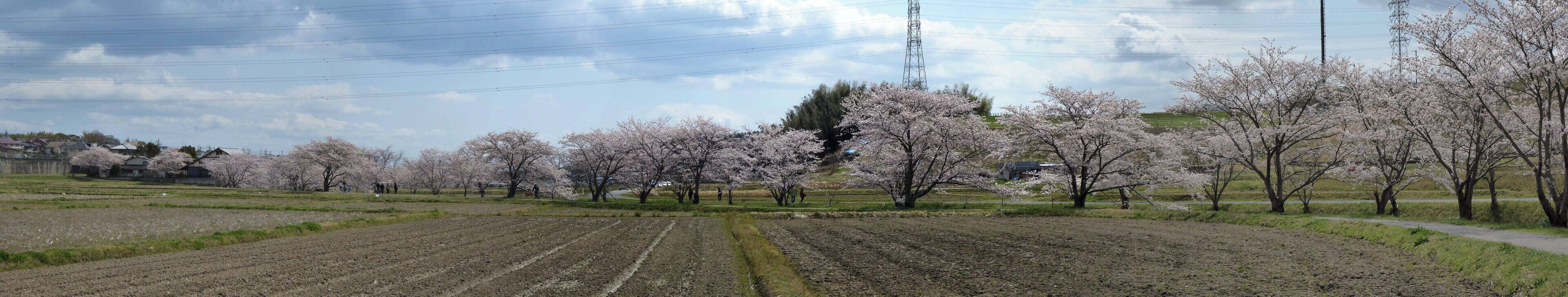 A rural landscape with cherry blossom trees, fields, and a power line tower.