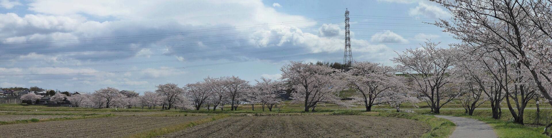 Thousand Sakura tree of Kabake river , 鹿化川 千本桜
