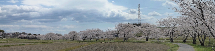 Thousand Sakura tree of Kabake river , 鹿化川 千本桜
