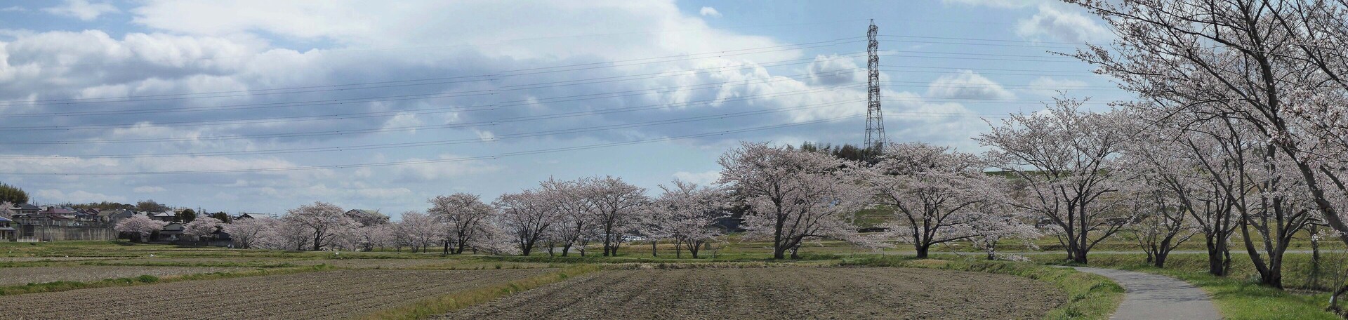 Thousand Sakura tree of Kabake river , 鹿化川 千本桜