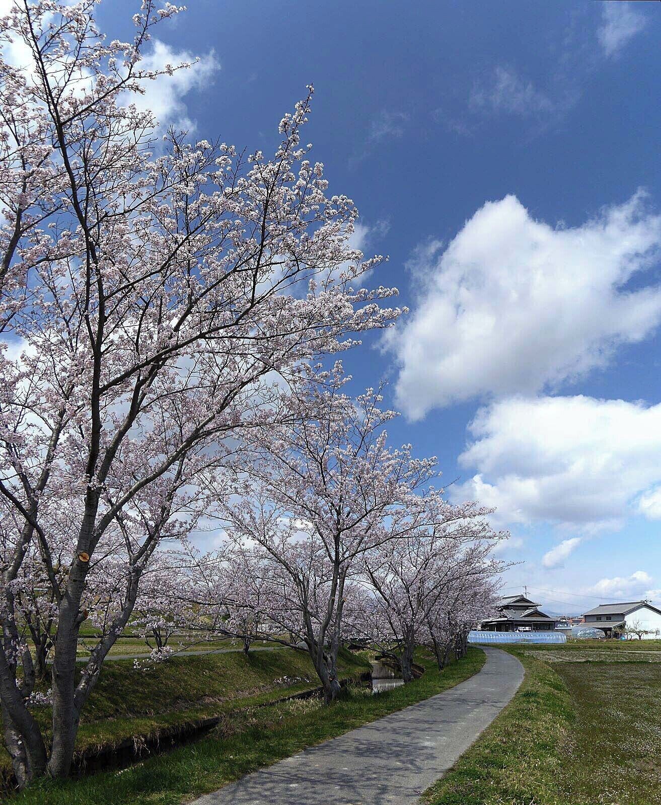 Thousand Sakura tree of Kabake river , 鹿化川 千本桜