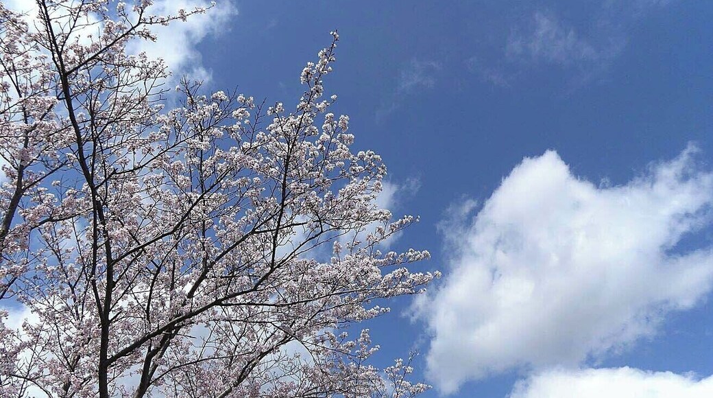Thousand Sakura tree of Kabake river , éčżćć· ćæŹæĄ