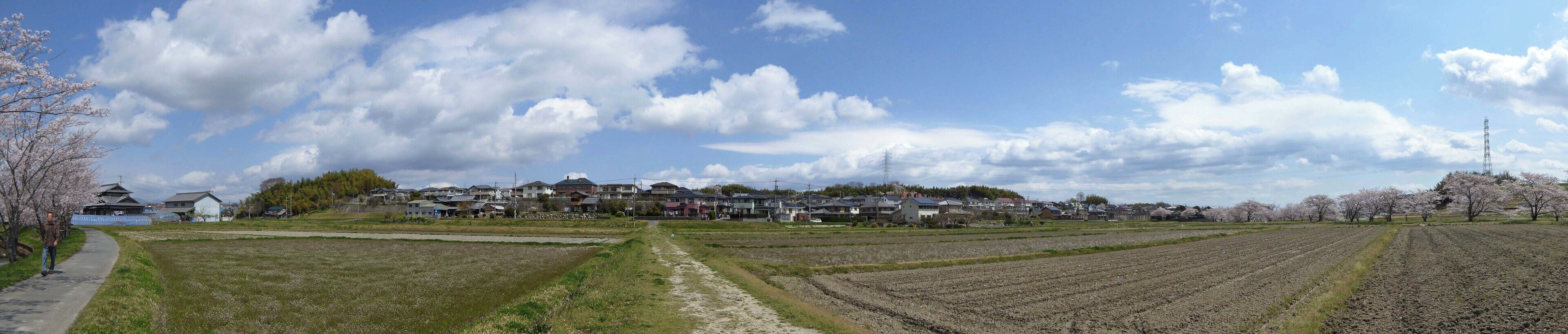 Thousand Sakura tree of Kabake river , 鹿化川 千本桜