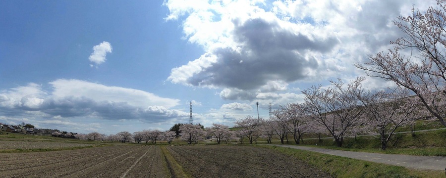 Thousand Sakura tree of Kabake river , 鹿化川 千本桜