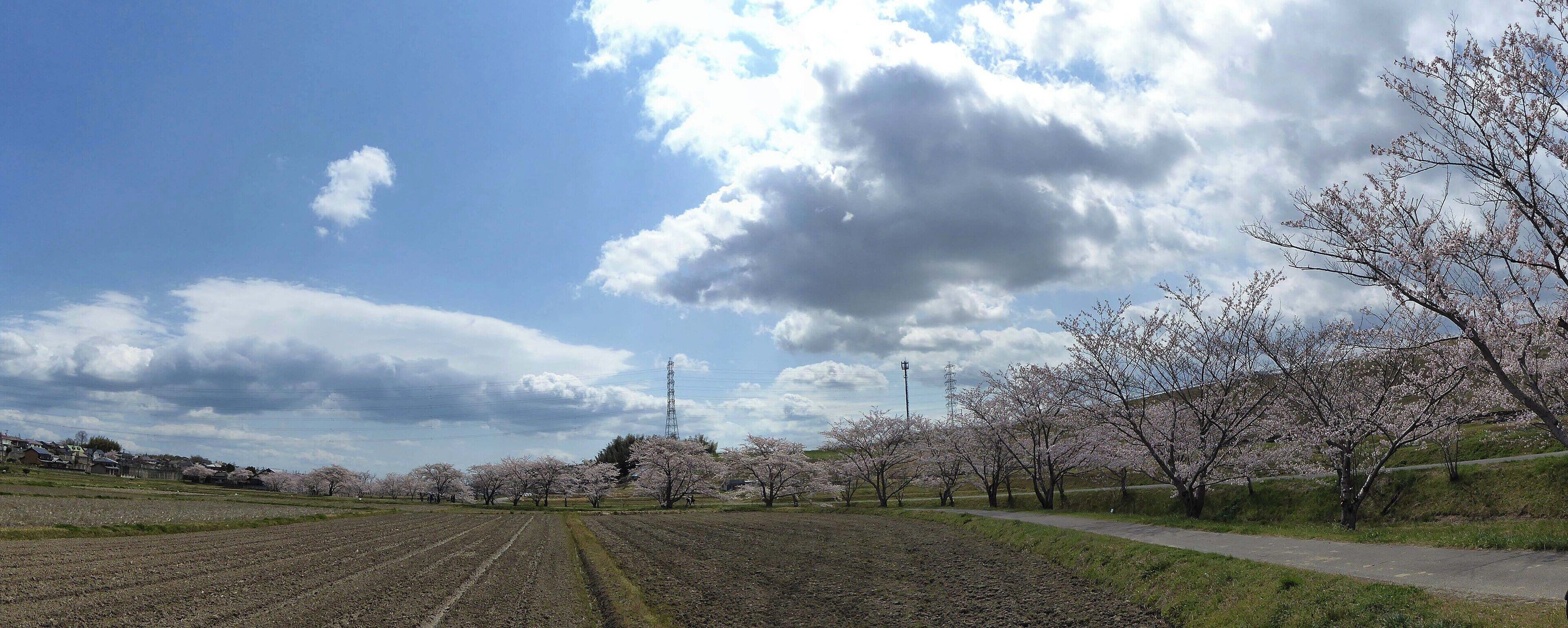 A field with rows of cherry blossom trees under a partly cloudy sky.
