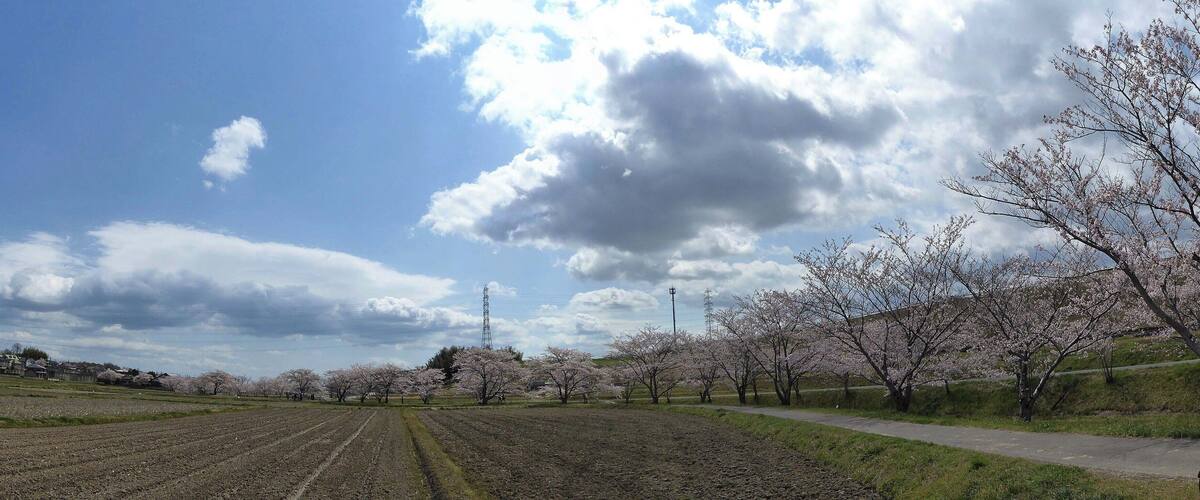 A field with rows of cherry blossom trees under a partly cloudy sky.