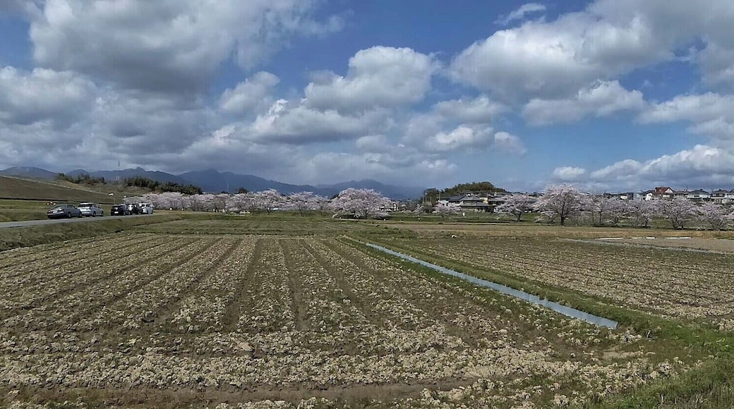 Thousand Sakura tree of Kabake river , 鹿化川 千本桜