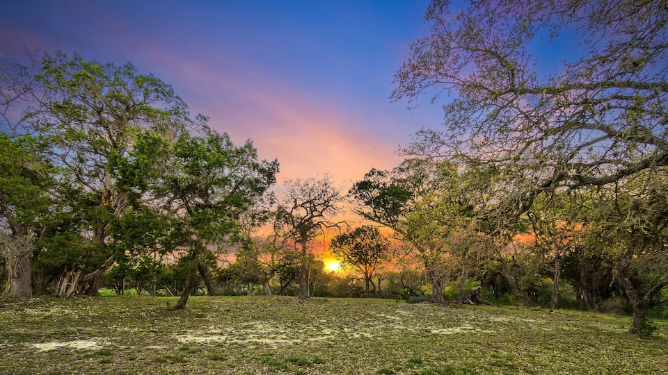 A sunset over a grassy field with trees.
