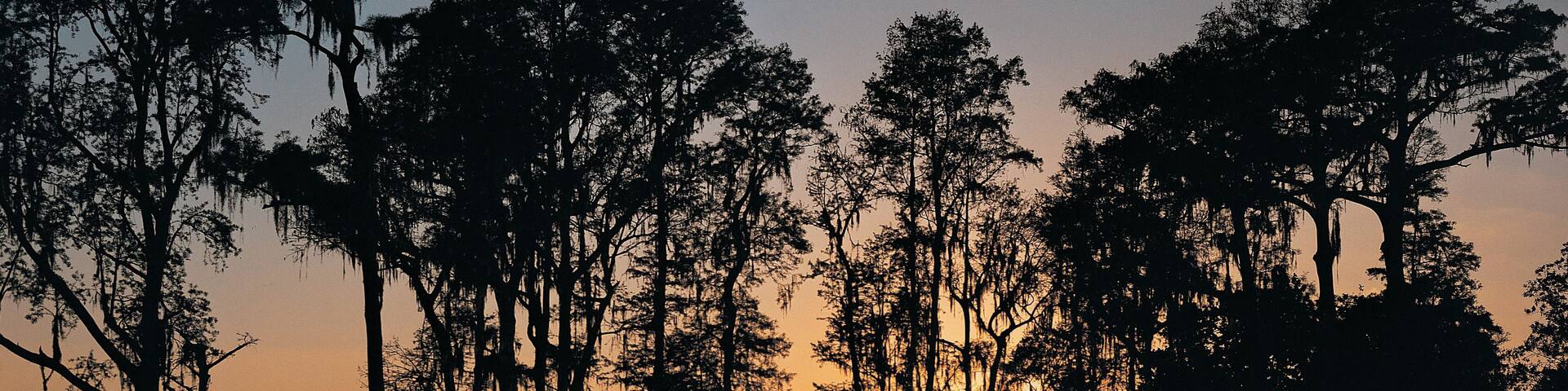 Cypress trees in Cypress Gardens at sunset, Florida, USA