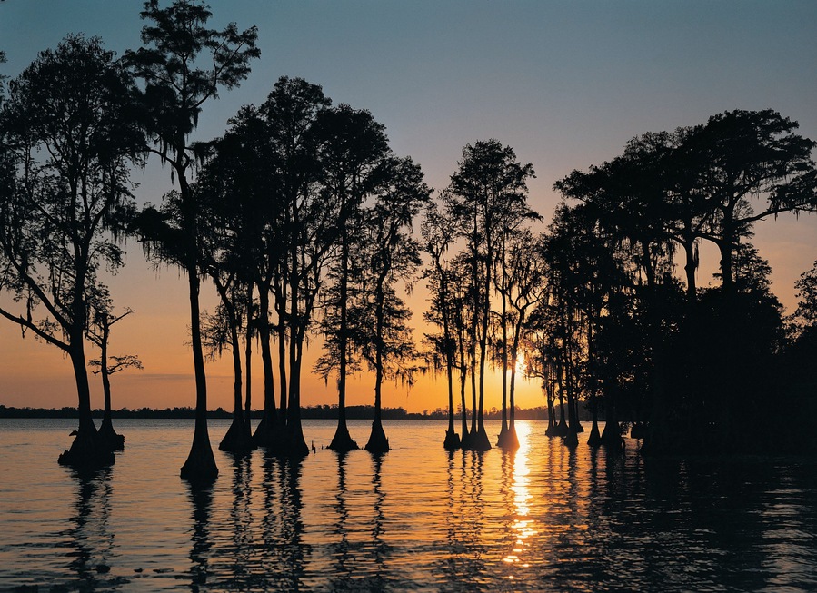 Cypress trees in Cypress Gardens at sunset, Florida, USA