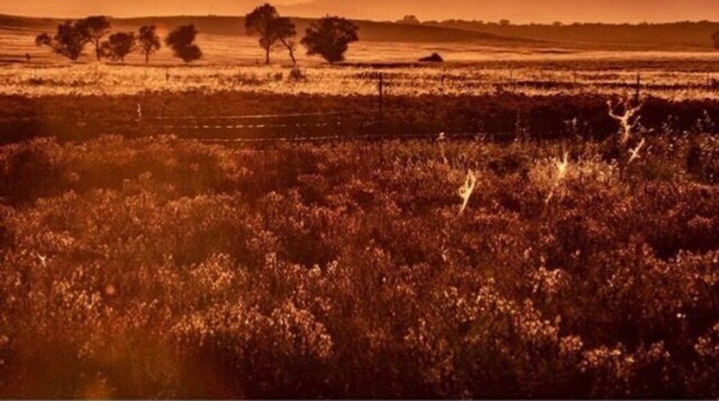 Millville Plains, Northern CA.
Golden Summer Afternoon.
Sometimes the haze can be used to an advantage.
#golden