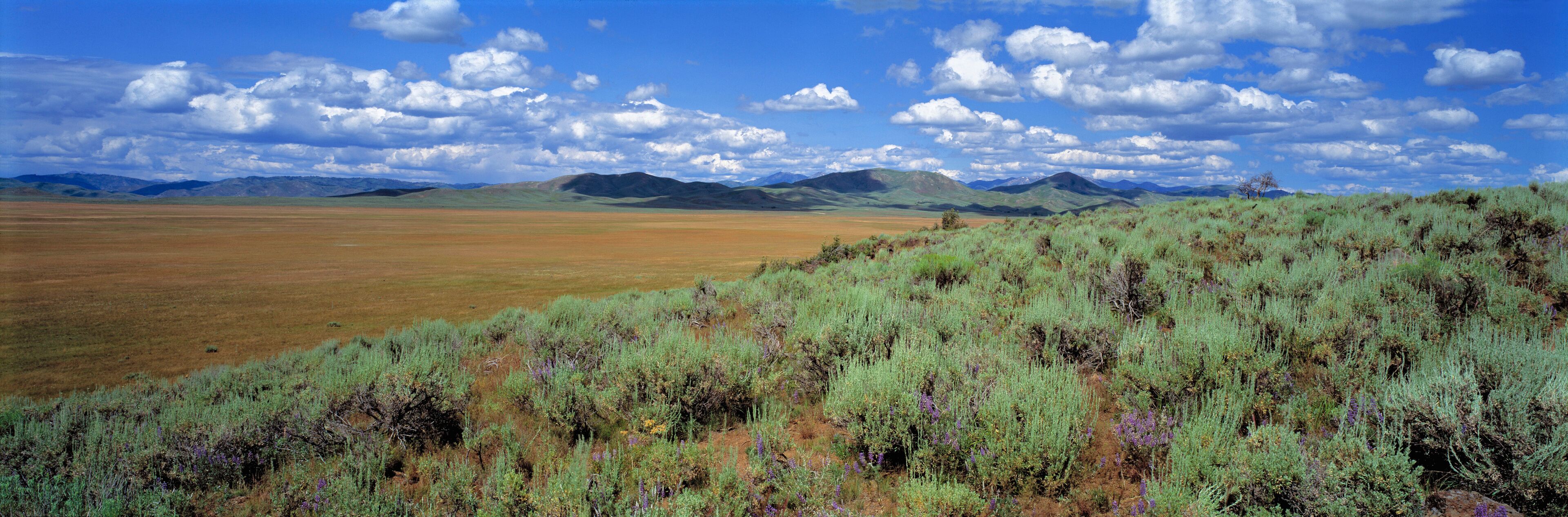 USA, Idaho, Camas Co. Sagebrush and lupine line the edge of a dry prairie in Camas County, Idaho.