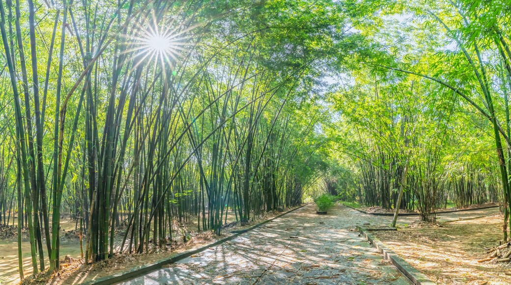 Abstract Tree Nature Background , Mystical green Bamboo forest with sun flare or ray of lights at Binh Duong, Vietnam.