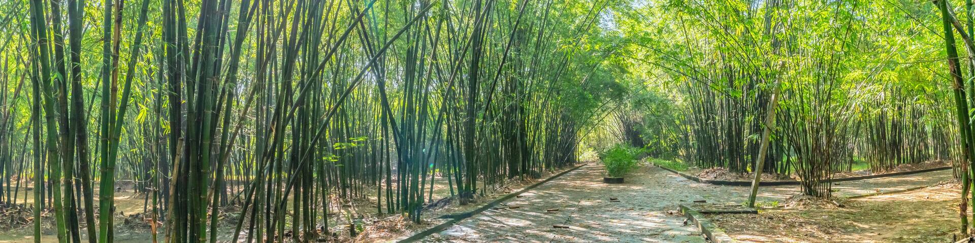 Abstract Tree Nature Background , Mystical green Bamboo forest with sun flare or ray of lights at Binh Duong, Vietnam.