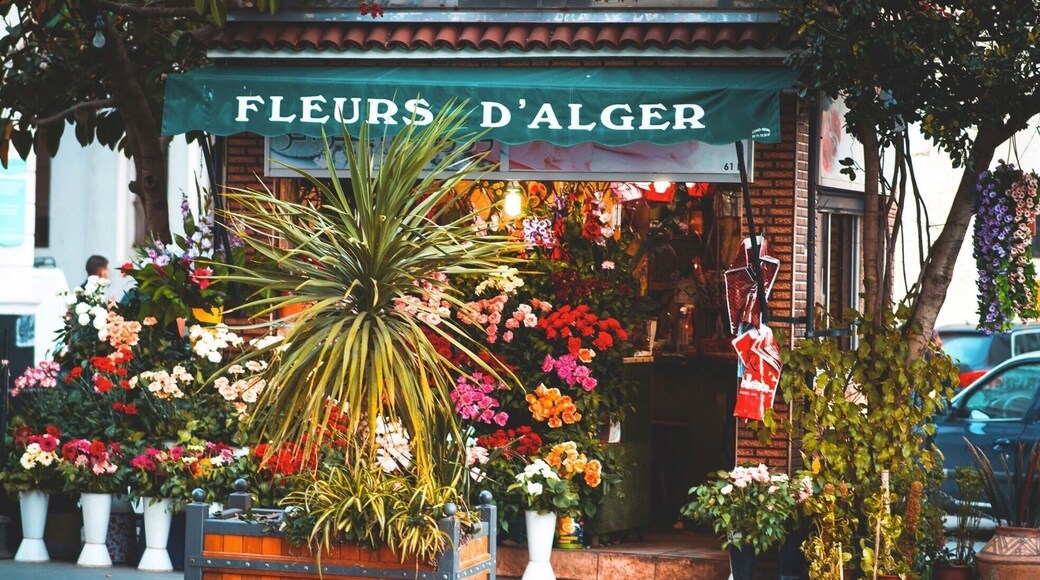 #fleurs_d'alger
#algiers