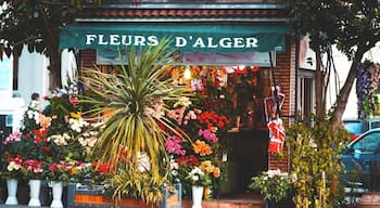 #fleurs_d'alger
#algiers