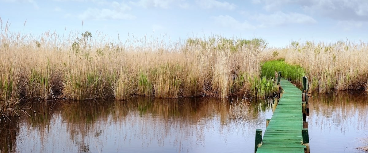 Marshlands and Canoe of Currituck, North Carolina, USA. The lake shore and forest in spring season. Soft blurry background.