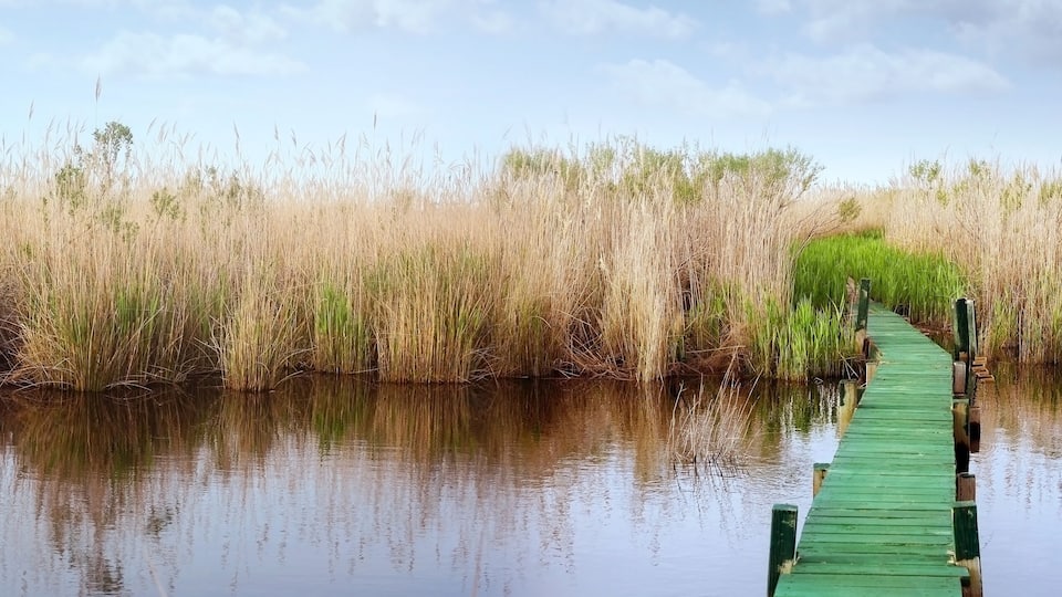 A green wooden boardwalk leading through a marshy area with tall grasses and water reflecting the sky.