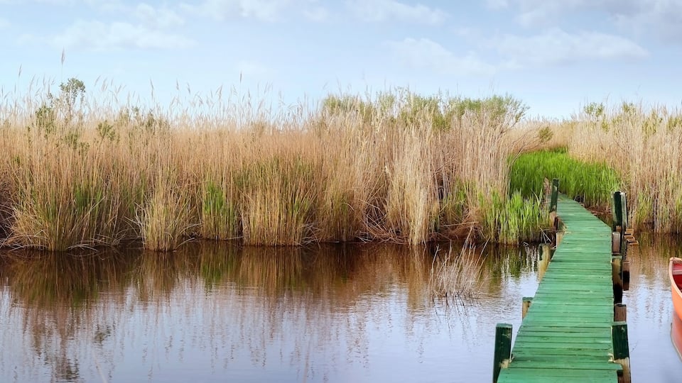 A wooden boat on a green pier leading into a marshy area with tall grasses.