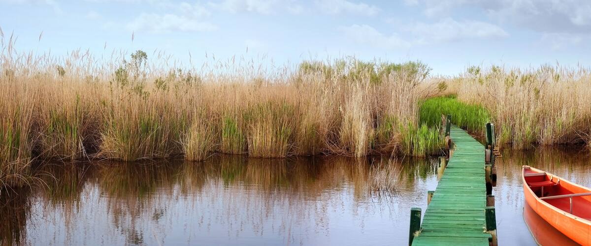 A wooden boat on a green pier leading into a marshy area with tall grasses.