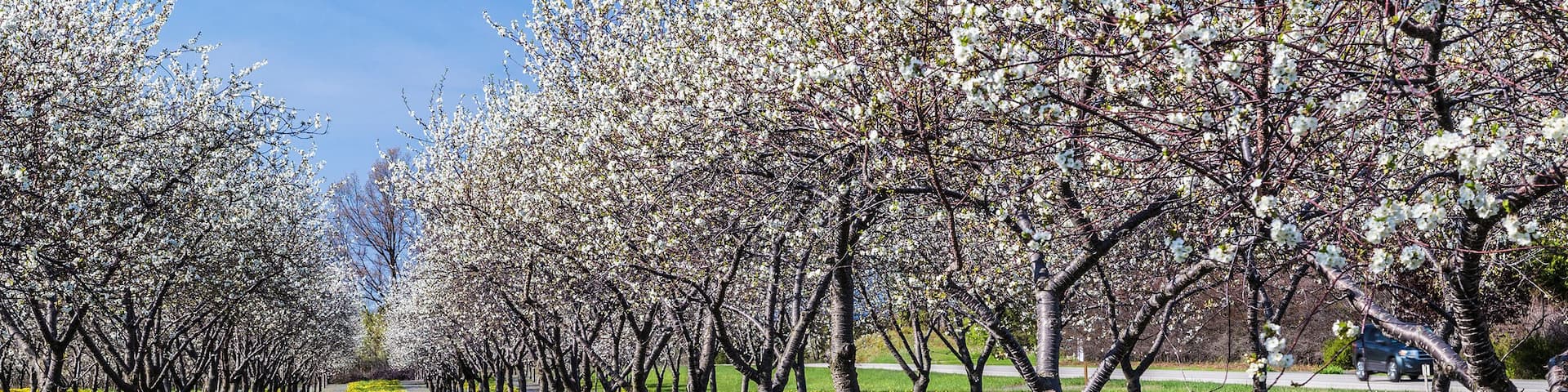 Cherry Blossom in random wineries at Traverse City, Michigan