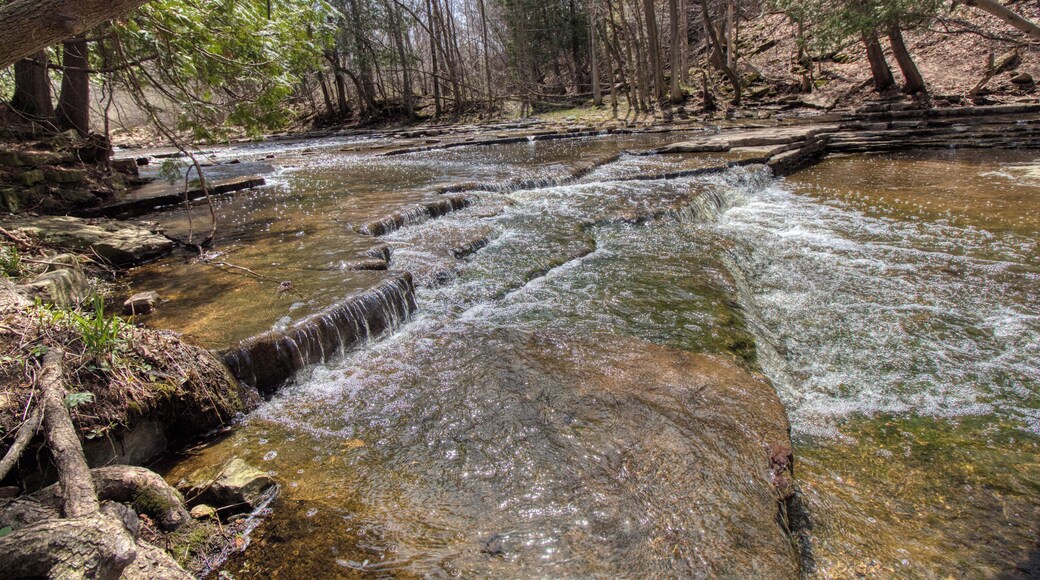 Small falls with bent tree.