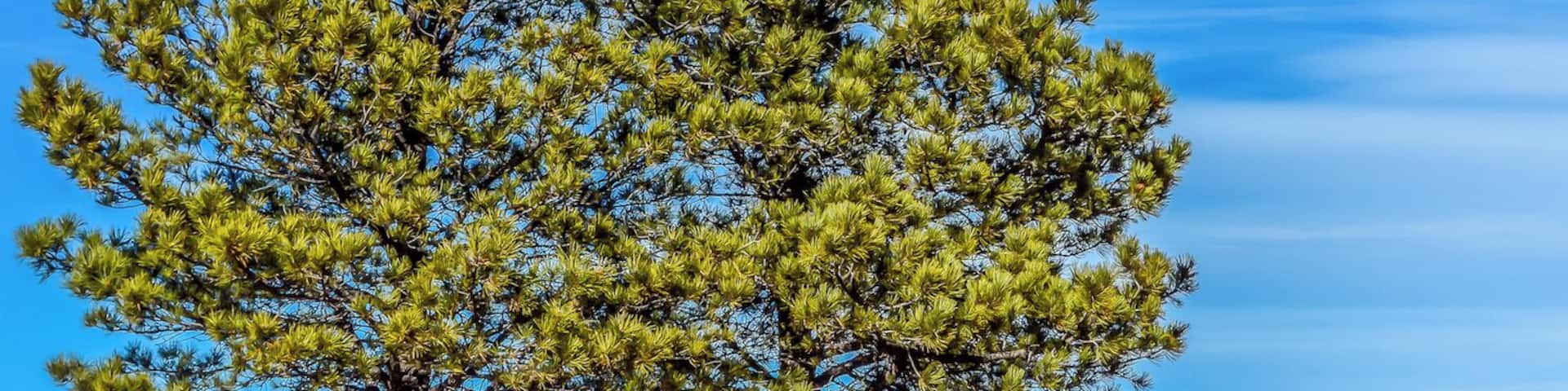 County Line by Woodmoor and Parker Lake Colorado. Beautiful county side to enjoy.