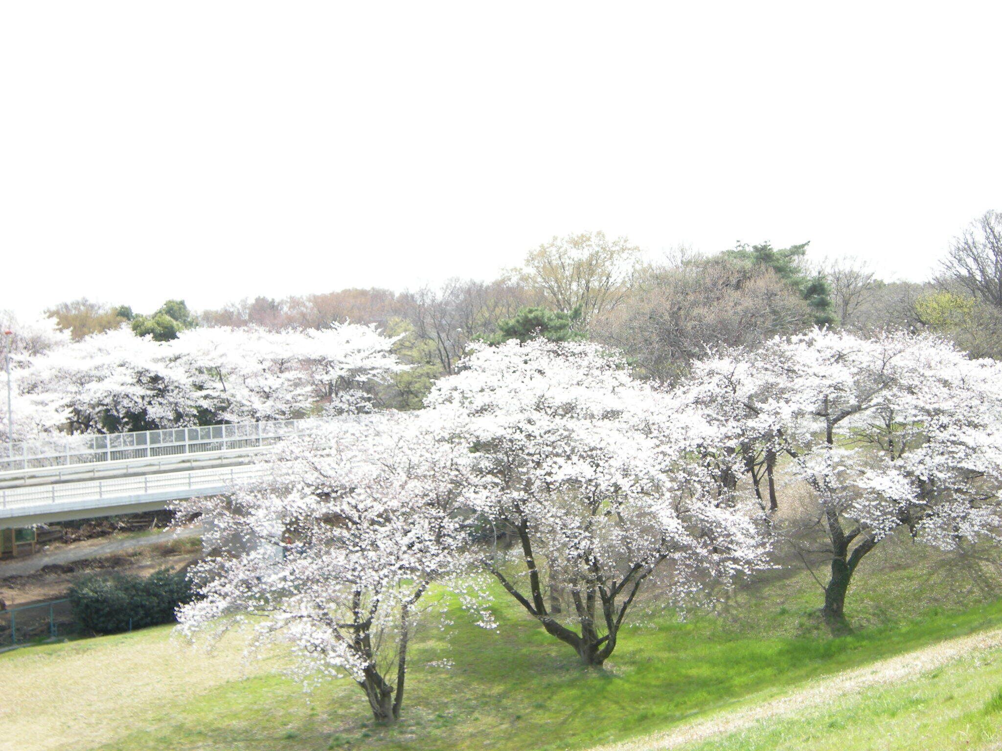 沈殿池の桜