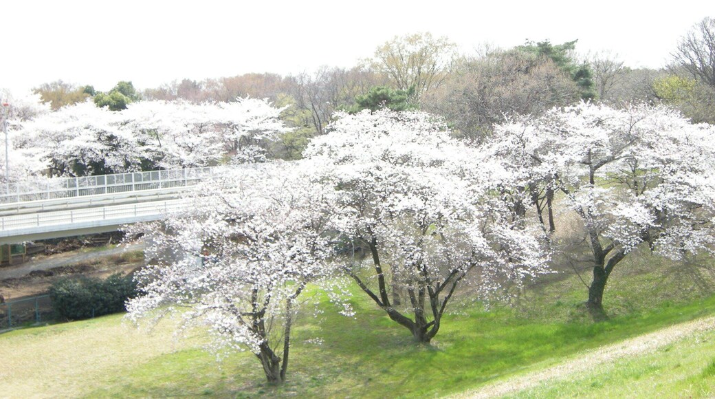 æČæźżæ± ăźæĄ