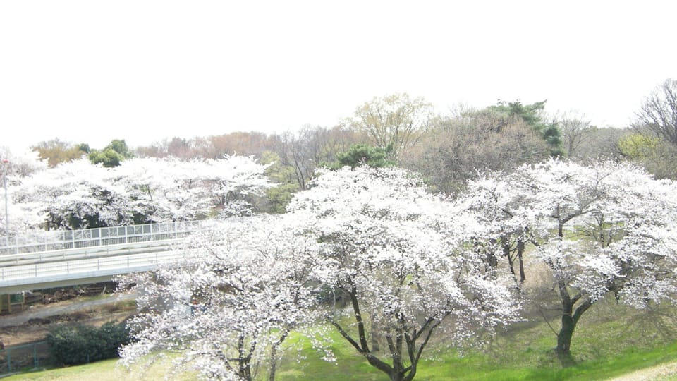 沈殿池の桜