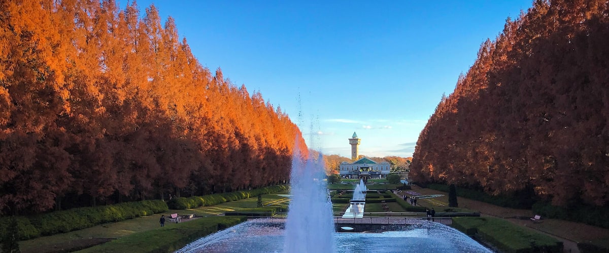 Metasequoia glyptostroboides in Sagamihara Park
