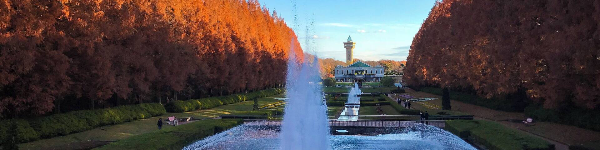 Metasequoia glyptostroboides in Sagamihara Park