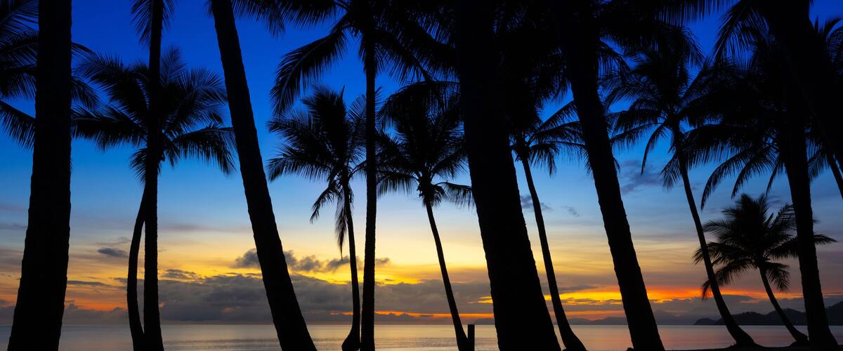 A silhouette of palm trees against a sunset sky.