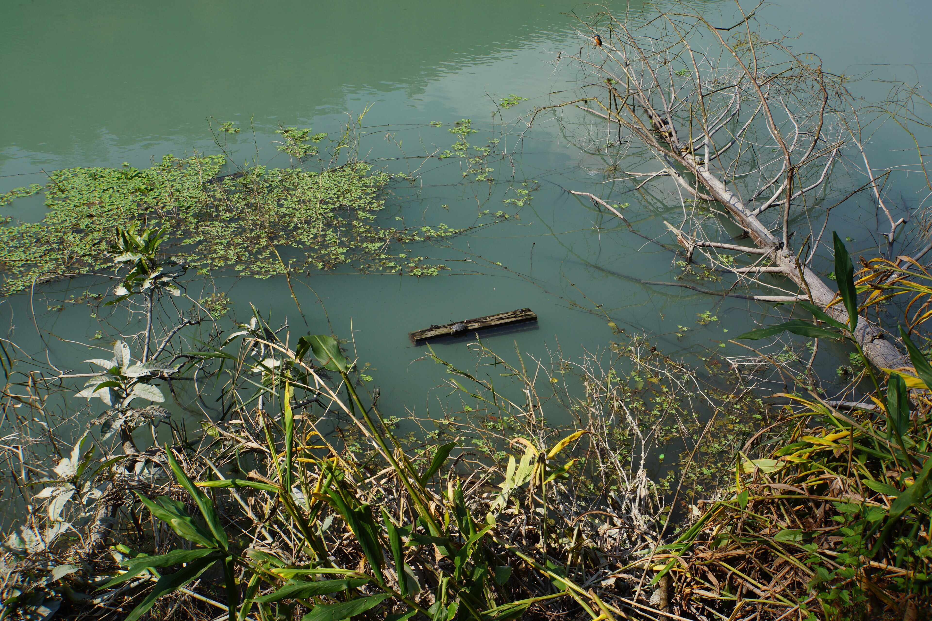 紅耳泥龜 Trachemys scripta elegans