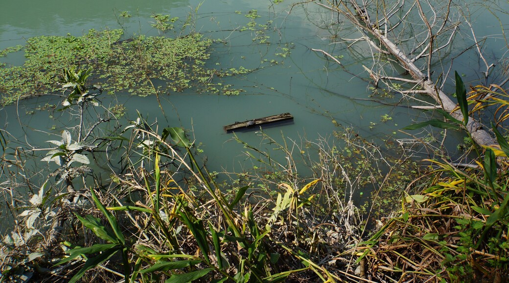 紅耳泥龜 Trachemys scripta elegans