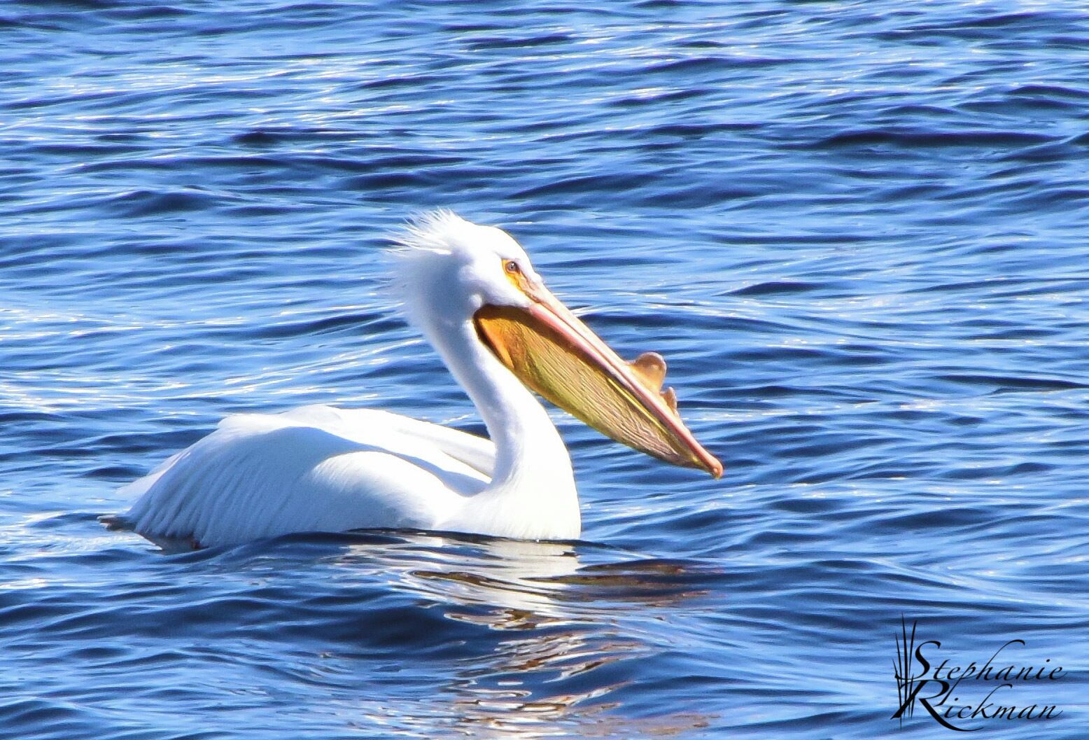 Nature photographers will really like this area.  During this outing I was able to photograph this American White Pelican.  I also got photos of Bald Eagles and Merganser Ducks.