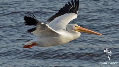 If you love birding, and are in the Bettendorf/LaClaire, IA area, stop by the lock and dam to view some awesome bird action! The white pelicans have lasted the winter, which I think is pretty odd. Usually we don't see them until late March at the earliest.