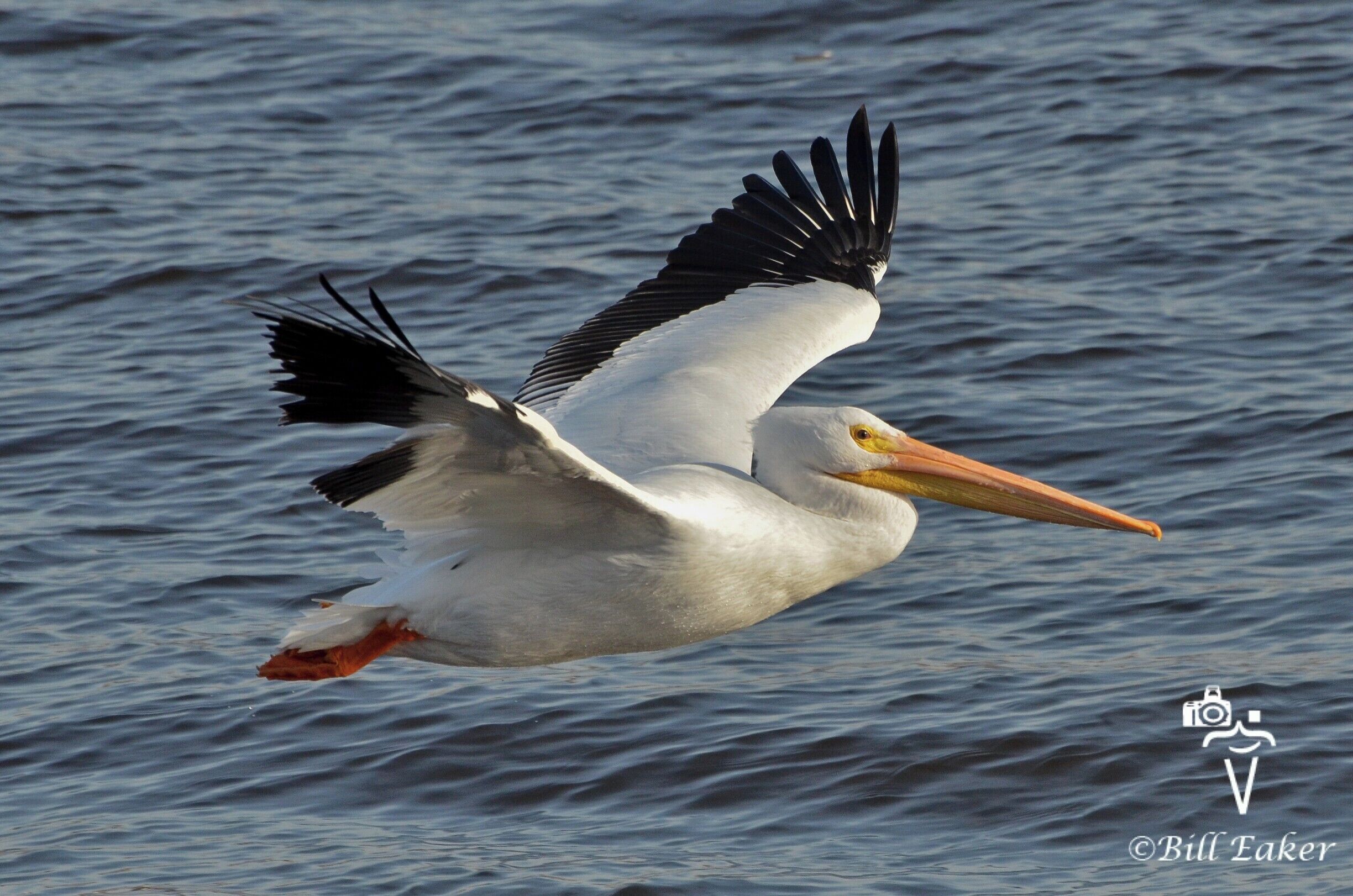 A white pelican flying over water.