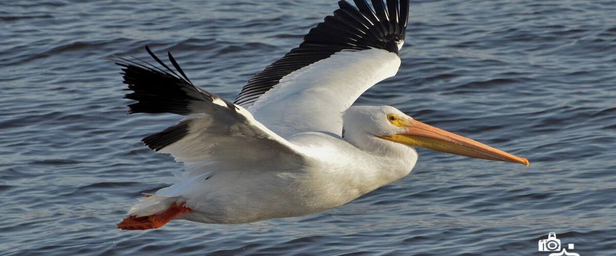 A white pelican flying over water.