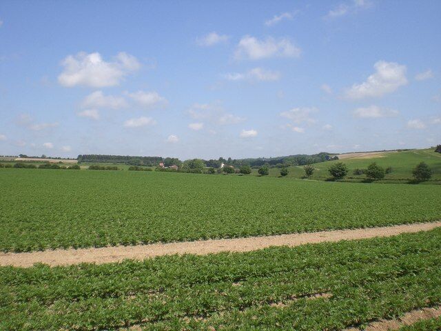 North from Hand Lane Potato field with North Barsham beyond